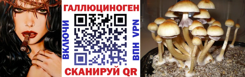 Галлюциногенные грибы Psilocybine cubensis  где можно купить   Ноябрьск 